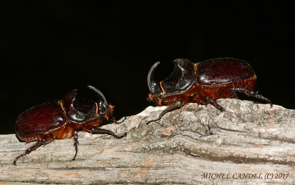 Rhinoceros Beetles