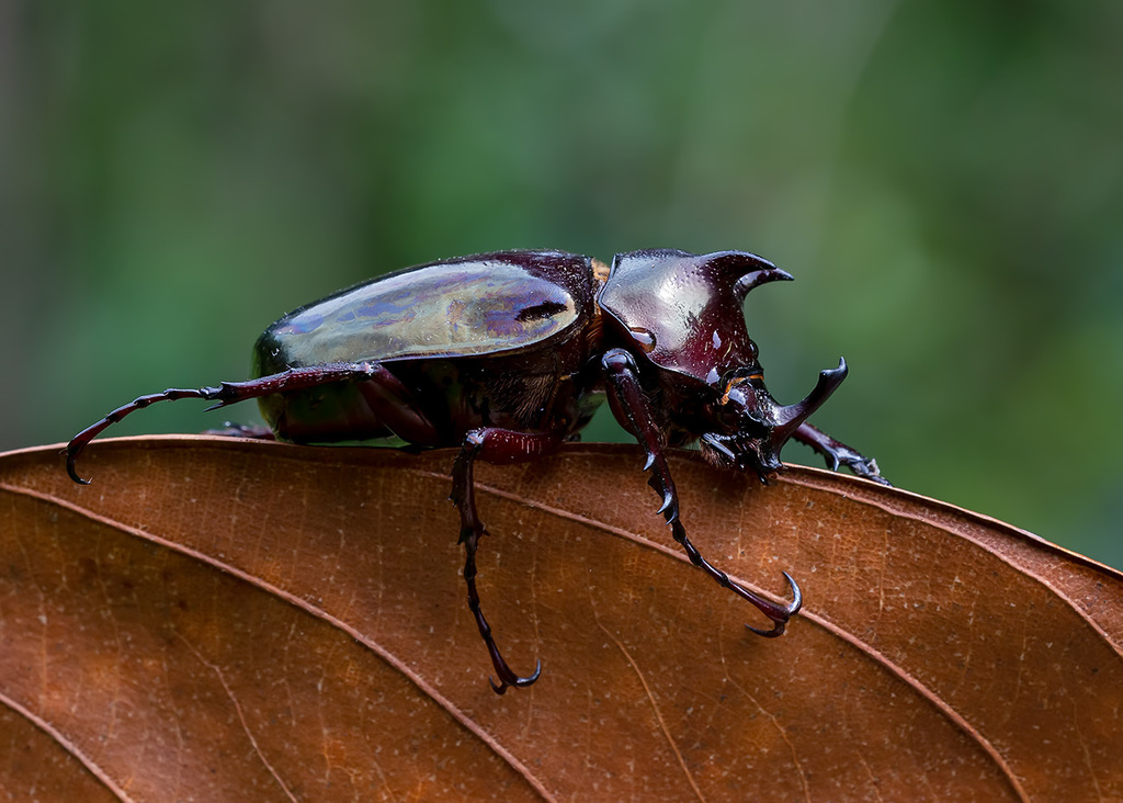 その他 Giant Beetles: Euchirinae - Dynastinae Dynastinae