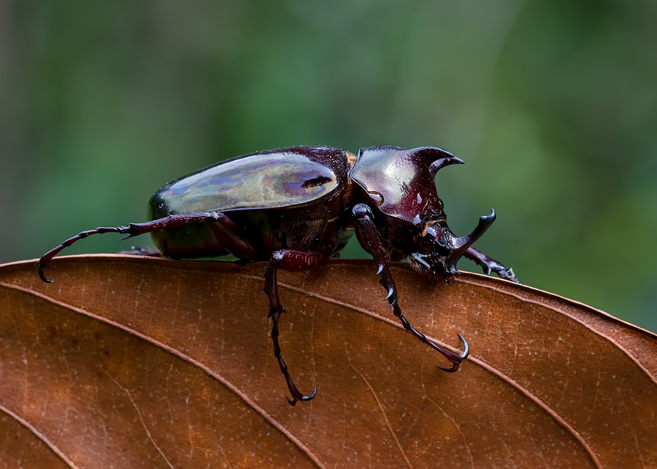 その他 Giant Beetles: Euchirinae - Dynastinae Beetle, Horned Rhino Beetle, Dynastinae, Rubber Insect