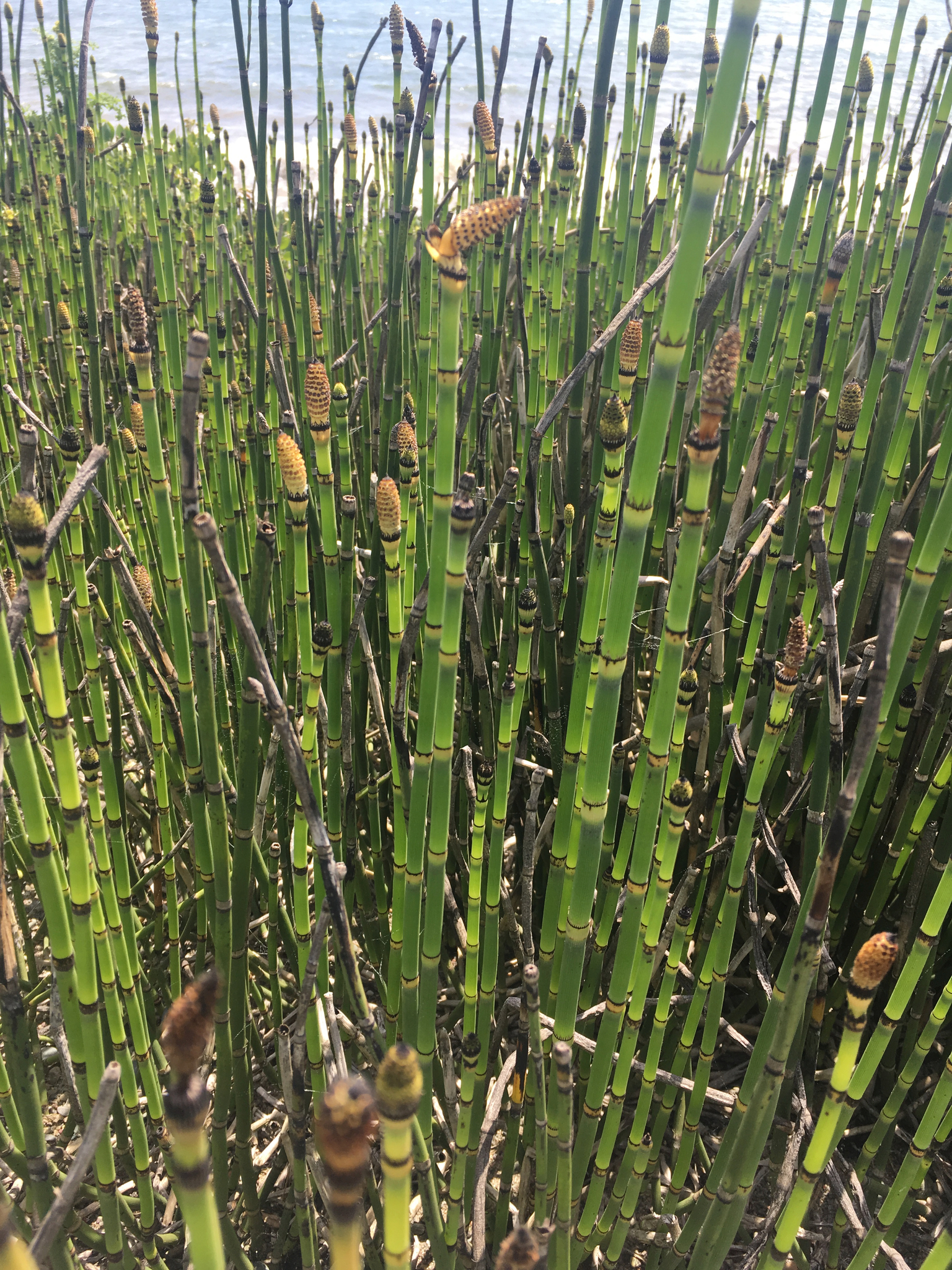 Equisetaceae