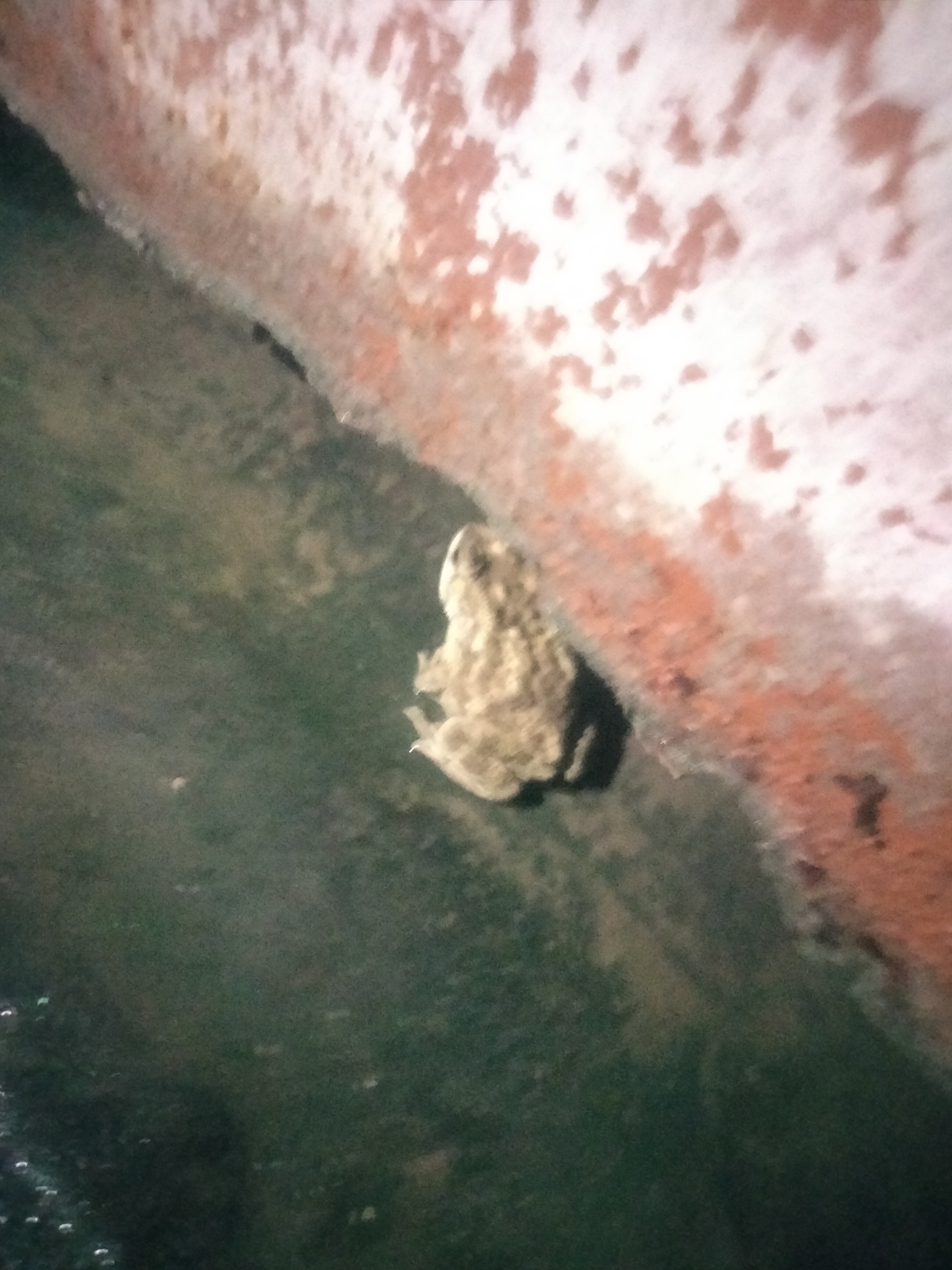 Indian Common True Toad