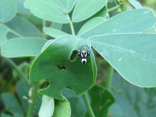 Dendryphantes zygoballoides