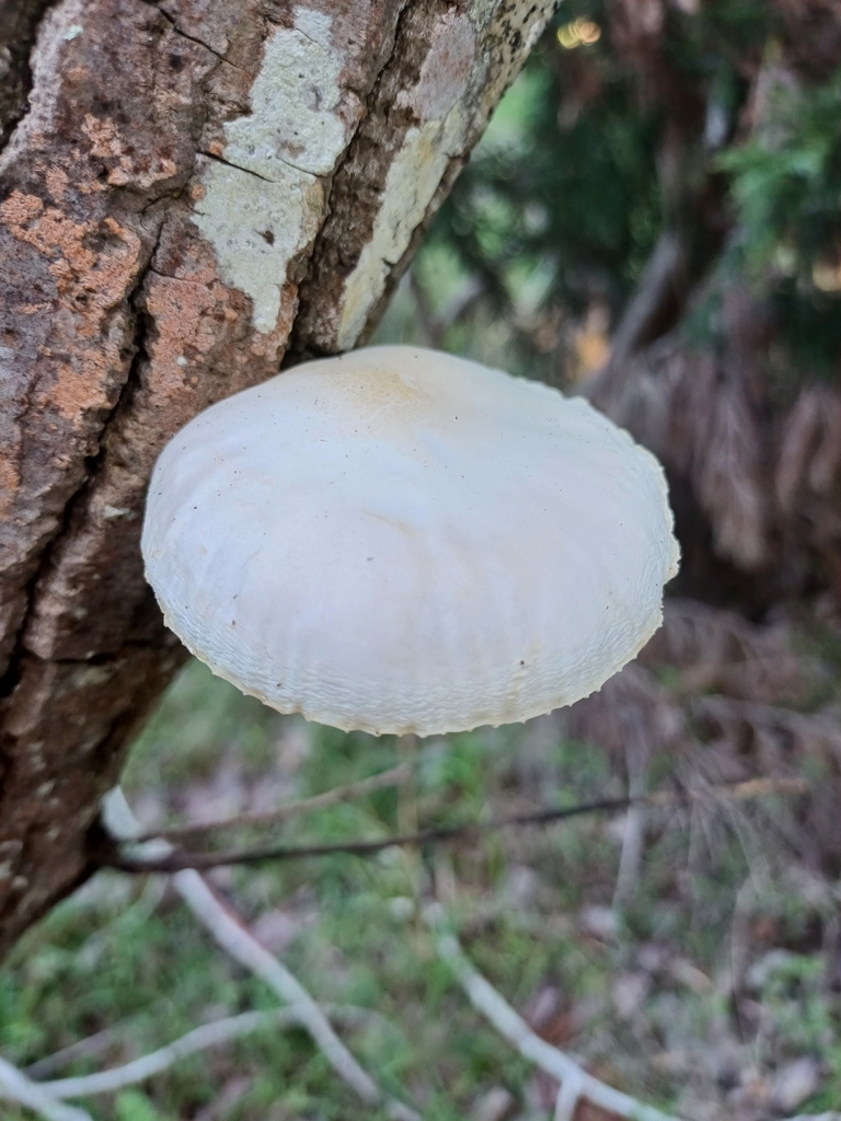 Oudemansiella australis · May 2025 · photo: © steviakiwi23 (iNaturalist, cc0)