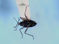 Microvelia americana