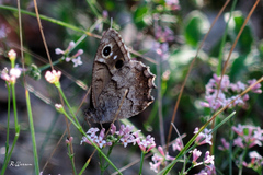 Hipparchia statilinus