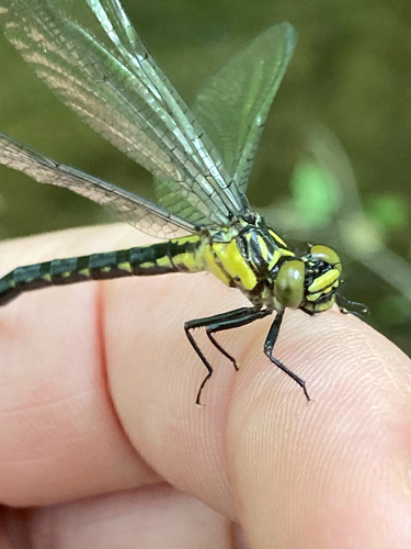 Southern Pygmy Clubtail photo 3