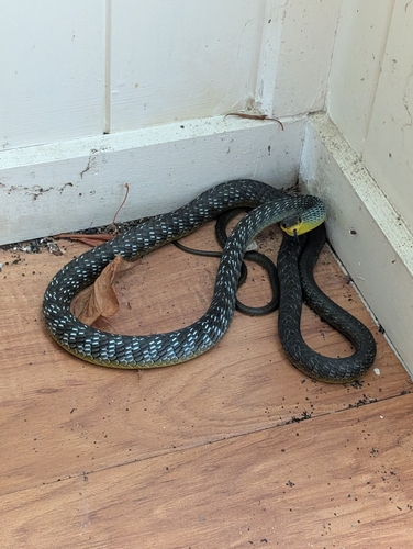 Common Tree Snake sighting