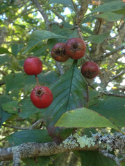 Crataegus punctata