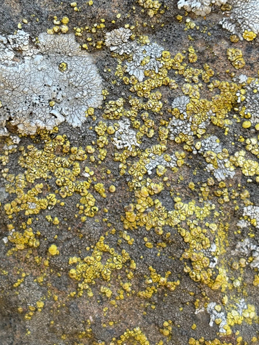 iNaturalist observation photo of Yellow Cobblestone Lichen