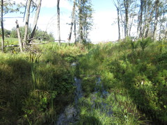 Microvelia americana