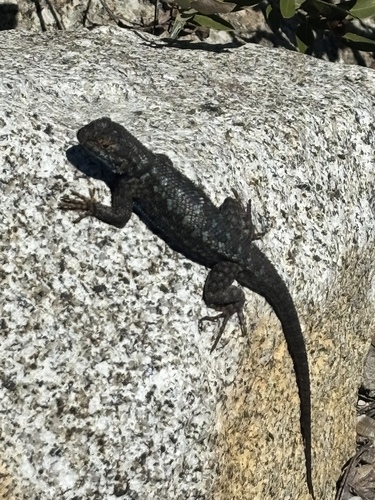 iNaturalist observation photo of Western Fence Lizard