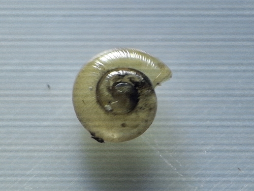 Smooth Coil
