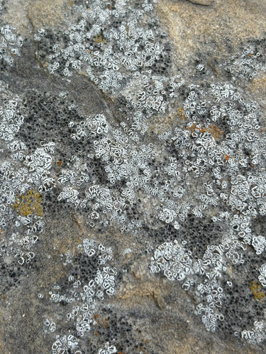 iNaturalist observation photo of Mortar Rim Lichen