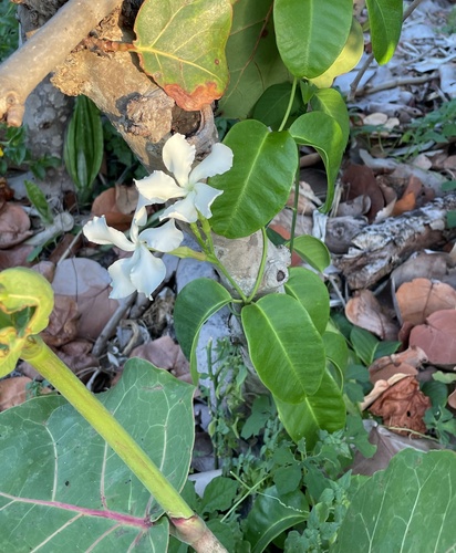 Echites umbellatus, photograph 4