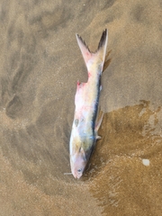 Cocosoda Catfish photo 3