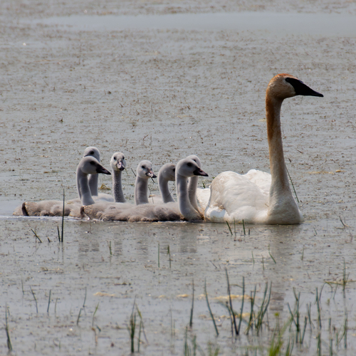 Trumpeter Swan (Cygnus buccinator)