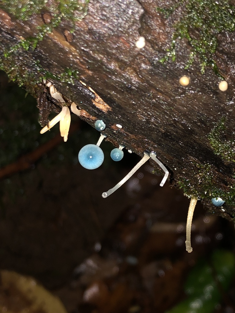 Mycena cyanocephala · May 2025 · photo: © p_eregrina (iNaturalist, cc-by)