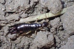 Euborellia annulipes