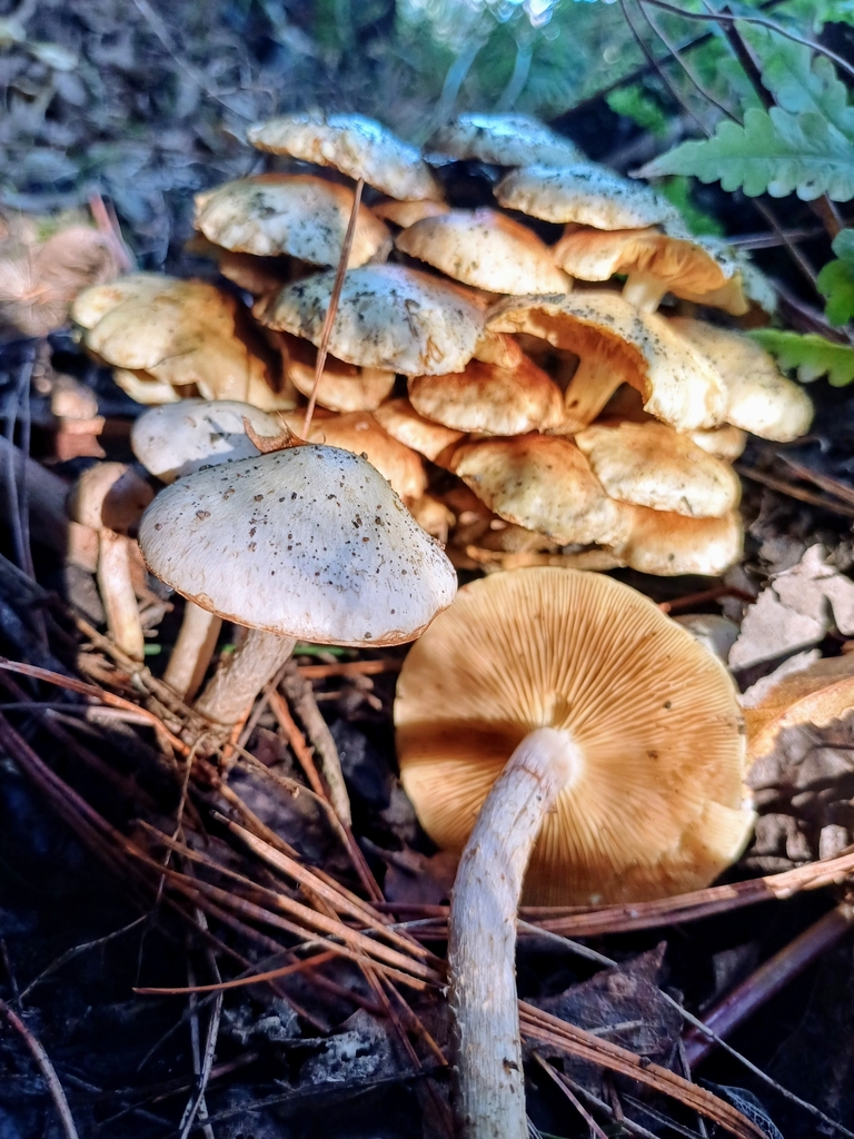 Pholiota gummosa · May 2025 · photo: © steviakiwi23 (iNaturalist, cc0)