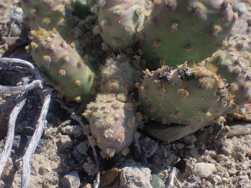Opuntia × debreczyi, photograph 5