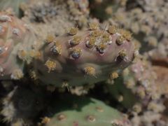 Opuntia × debreczyi, photograph Deniz Wilson, CC0, iNaturalist via GBIF