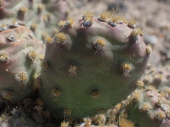 Opuntia × debreczyi, photograph Deniz Wilson, CC0, iNaturalist via GBIF