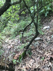 Vaccinium stenophyllum