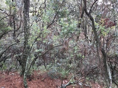 Vaccinium stenophyllum