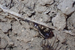 Euborellia annulipes