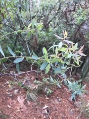 Vaccinium stenophyllum