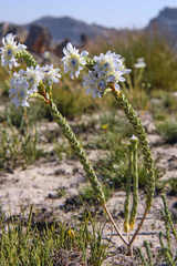 Lachnaea filamentosa