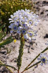 Lachnaea filamentosa