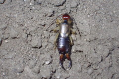 Forficula auricularia