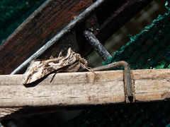 Cornutiplusia circumflexa