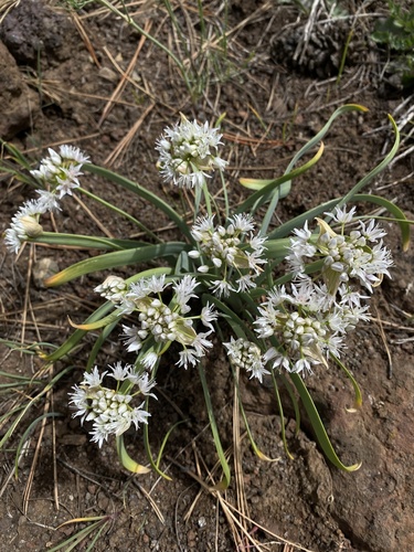 Allium tolmiei var. persimile