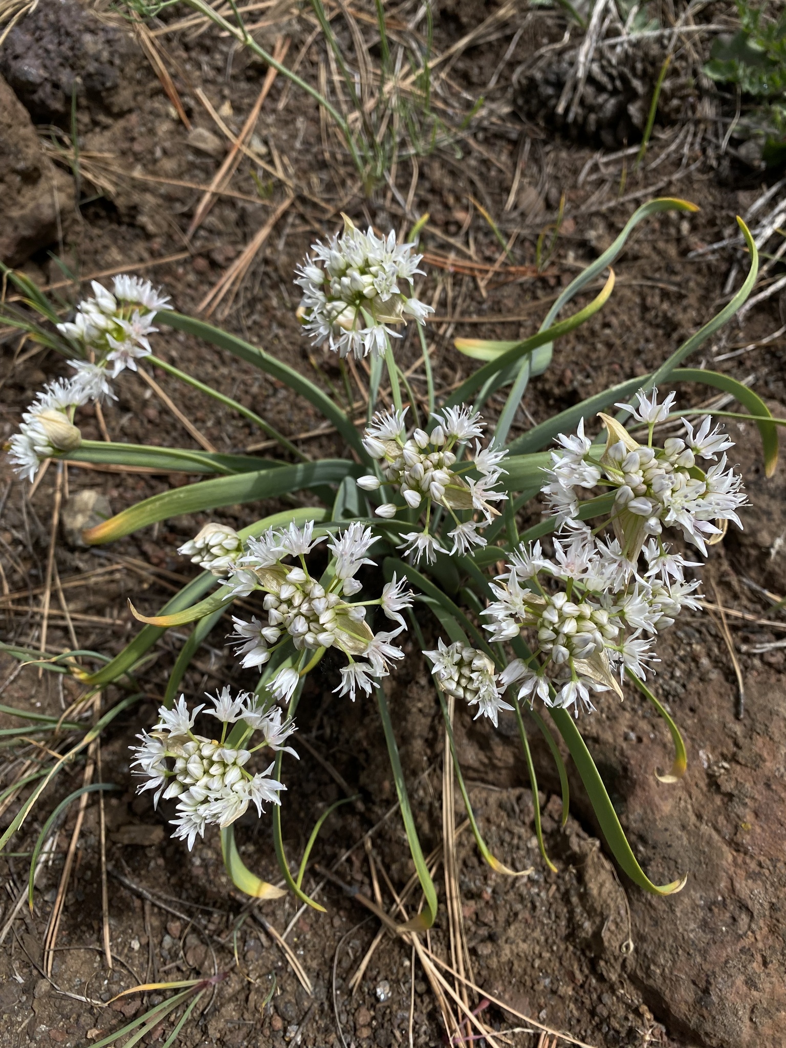Allium tolmiei var. persimile