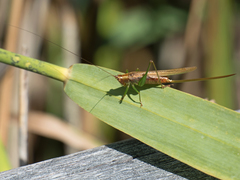Conocephalus attenuatus