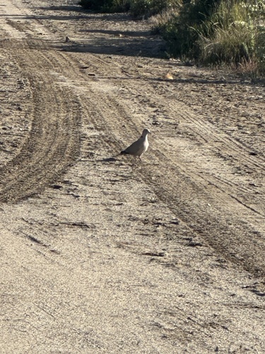 iNaturalist observation photo of Eurasian Collared-Dove