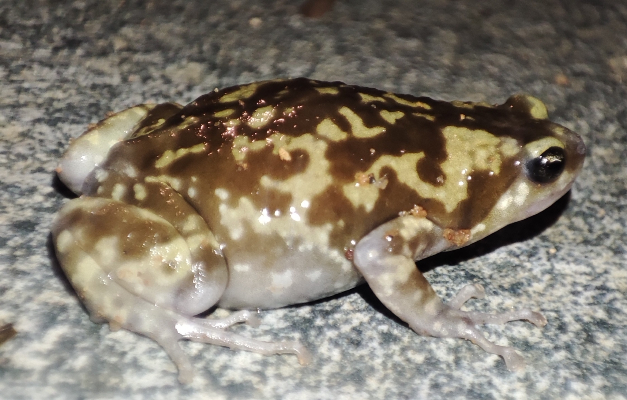 Variegated Balloon Frog