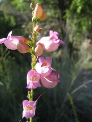 Penstemon floridus floridus