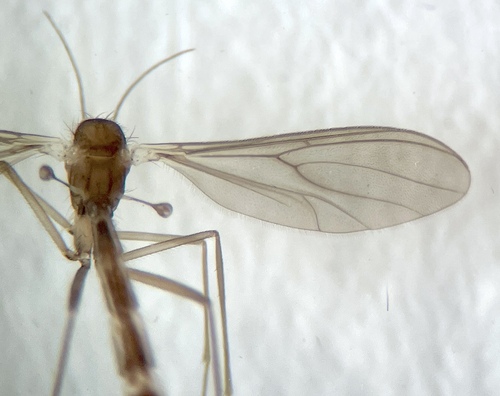 Phthinia longiventris