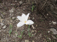 Zephyranthes chlorosolen