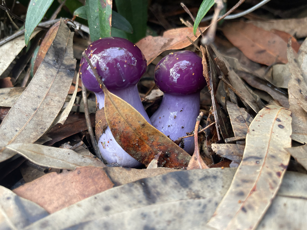 Cortinarius archeri · May 2025 · photo: © eric_haavind_berman (iNaturalist, cc0)