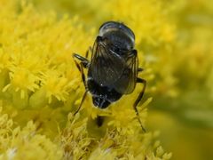 Cheilosia caerulescens