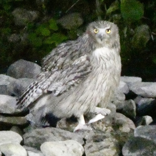 Blakiston's Fish Owl (Ketupa blakistoni), photo 10