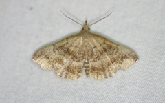 Phalaenostola larentioides