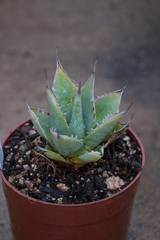 Agave parrasana