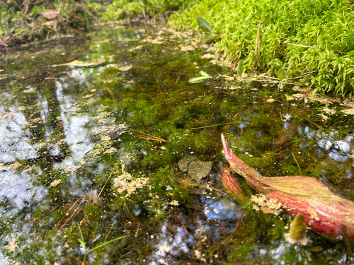 Sphagnum torreyanum, 2025-05-18