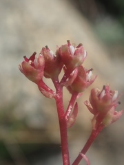Micranthes aprica