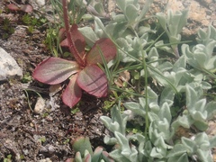 Micranthes aprica